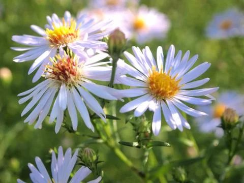 Aster Stock Photos