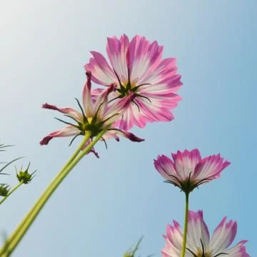 Aster Foto stock
