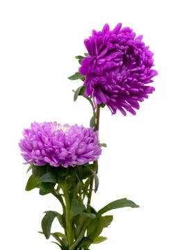 Aster Stock Photos