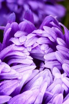 Aster Stock Photos