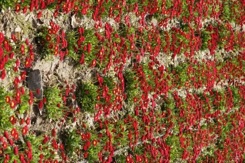 Aster red flowers Foto stock
