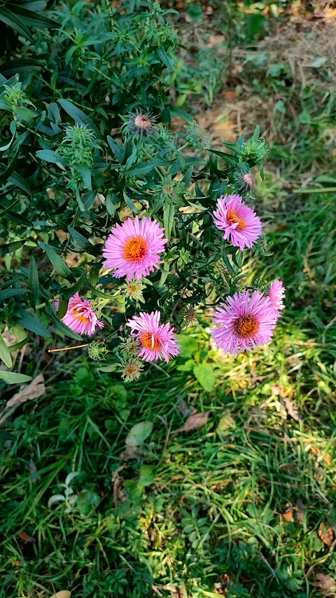 Aster Small pink flowers thin petals yellow stamens small green leaves Vertical Stock Footage 321352649