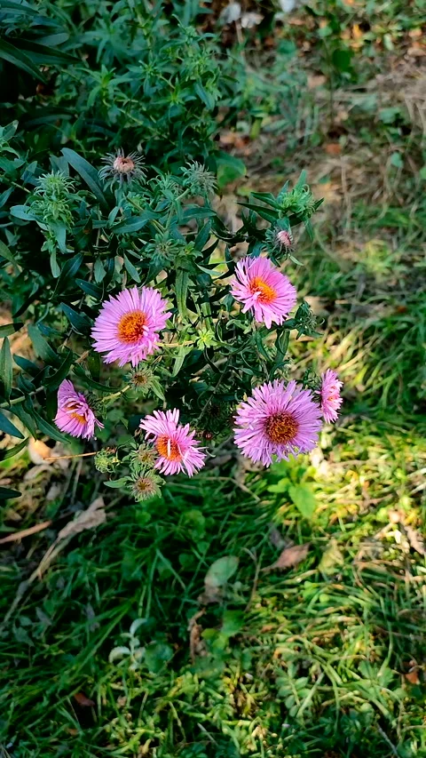 Aster Small pink flowers thin petals yellow stamens small green leaves Vertical Stock Footage 321352723
