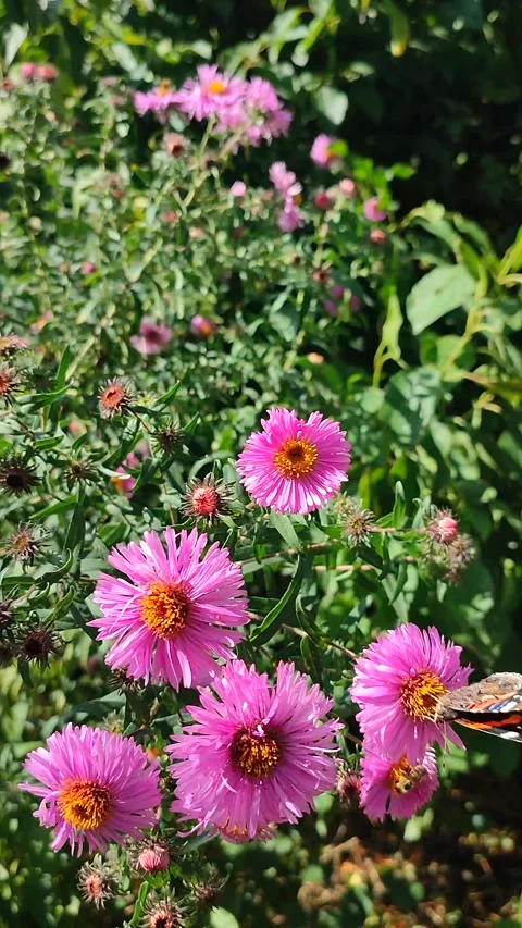 Aster Small pink flowers thin petals yellow stamens small green leaves Vertical Stock Footage 321352797