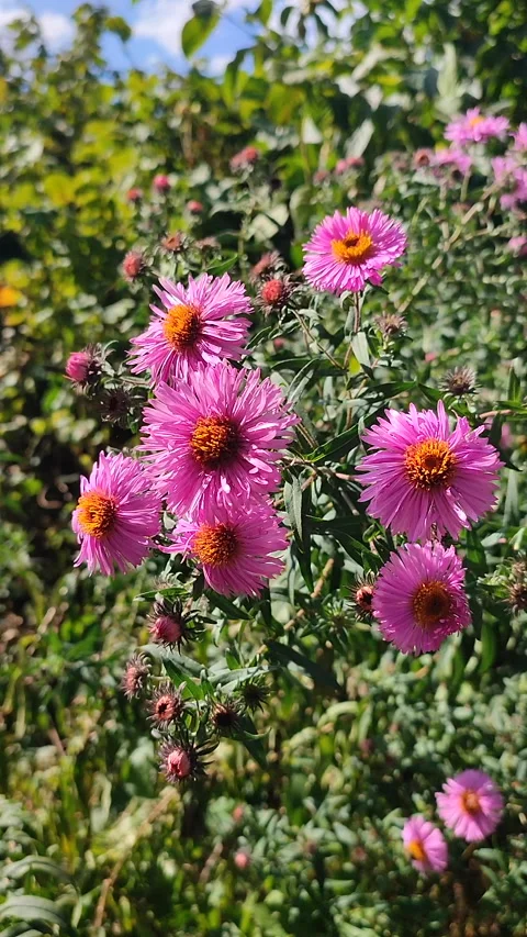 Aster Small pink flowers thin petals yellow stamens small green leaves Vertical Stock Footage 321352844