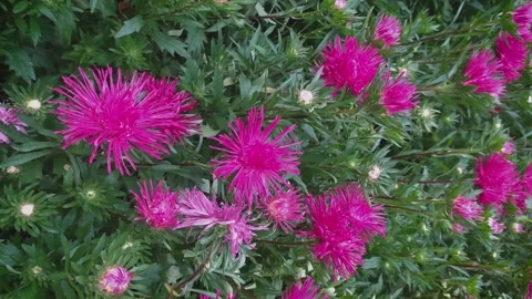 Aster Violet vertical format Stock Footage 160810952