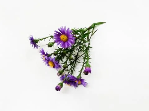 Aster on a white background Stock Photos