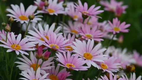 Aster In The Wind Stock Footage 188950617