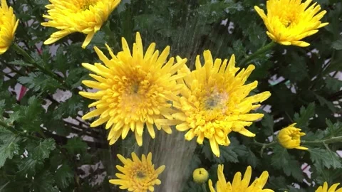 Asteraceae, Compositae, aster, daisy, composite, sunflower family Video stock 234714230