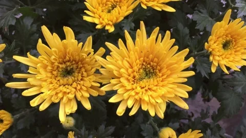 Asteraceae, Compositae, aster, daisy, composite, sunflower family Video stock 234714421
