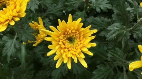 Asteraceae, Compositae, aster, daisy, composite, sunflower family Video stock 234714767