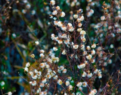 Asteraceae dry Stock Photos