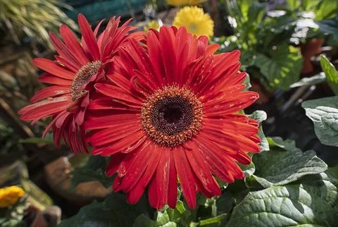 Asteraceae petal Stock Photos