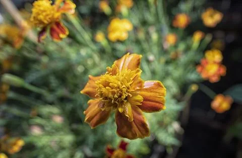 Asteraceae petal Stock Photos