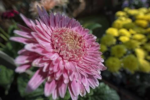 Asteraceae petal Stock Photos