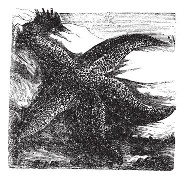 Asterias rubens or Common starfish. Vintage engraving. Stock Illustration