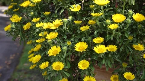 Asteriscus sericeus Stock Footage 52404003