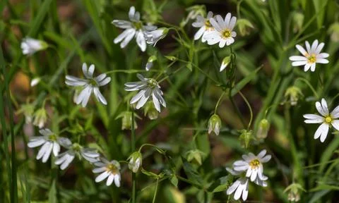 Asterisk lanceolate. Healing medicinal plants in nature. White small flowers Stock Photos