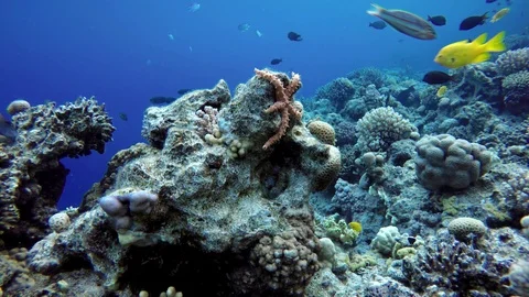 Asteroidea, Diving. Tropical fish and coral reef. Underwater life in the ocean. Stock Footage 108115231