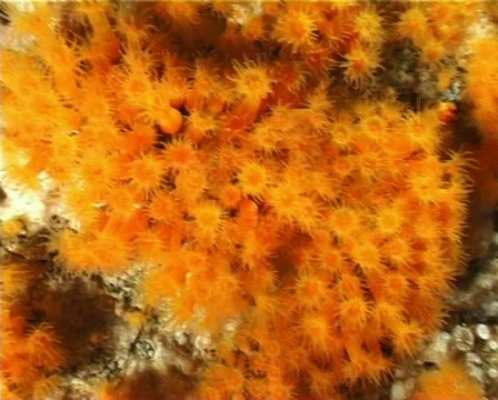 Asteroides Calycularis 31 動画素材 80111