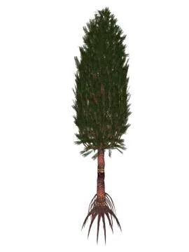 Asterophyllites prehistoric tree. Stock Illustration