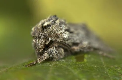 Asteroscopus sphinx Stock Photos