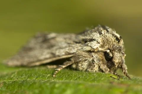 Asteroscopus sphinx Stock Photos
