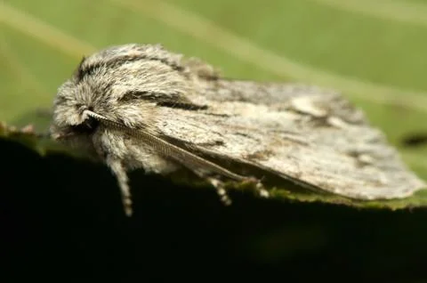 Asteroscopus sphinx Stock Photos