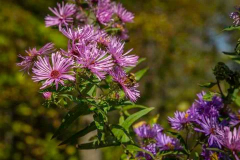 Asters and bee Stock Photos