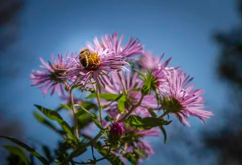 Asters and bee Stock Photos