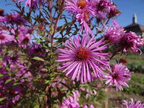 Asters in autumn Stock Photos