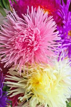 Asters background Stock Photos