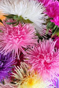 Asters background Stock Photos