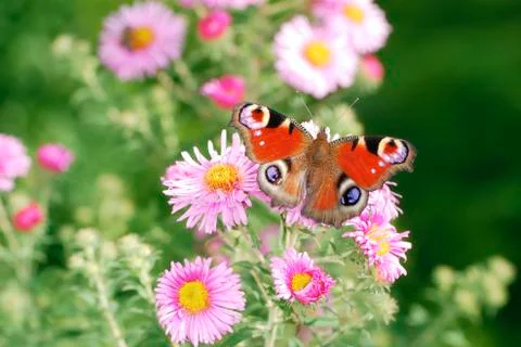 Asters with buttefly Stock Photos