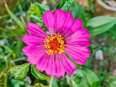 Asters, chrysanthemums blooming and decorating blooming in the garden. Beauti Stock Photos