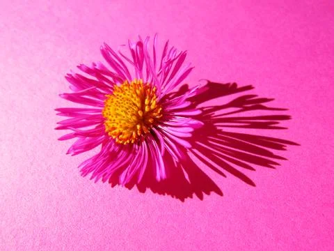 Asters close-up on pink Foto stock