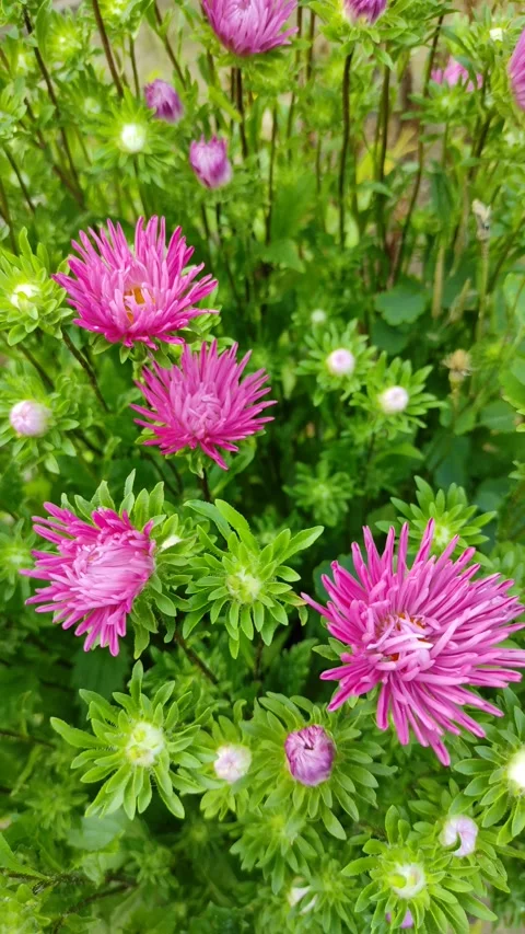 Asters in a flowerbed in the garden Vídeo Stock 340593121