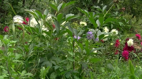 Asters Stock-Footage 8600900