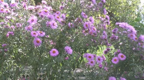 Asters Stock Footage