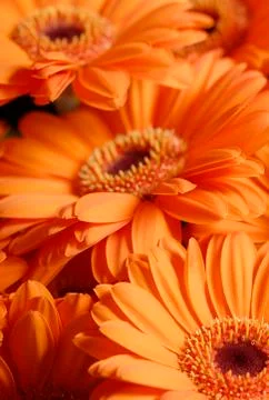 Asters growing in the field Stock Photos