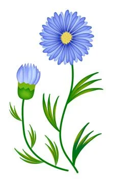 Asters with leaves, illustration Stock Illustration