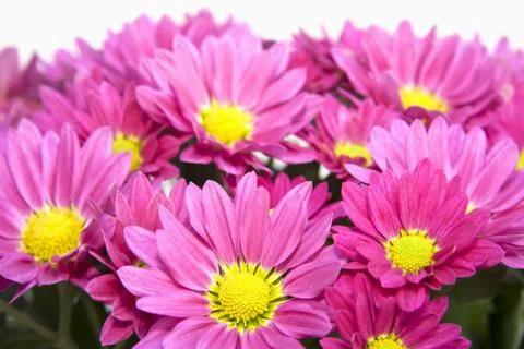 Asters Foto stock