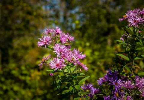 Asters 스톡 사진