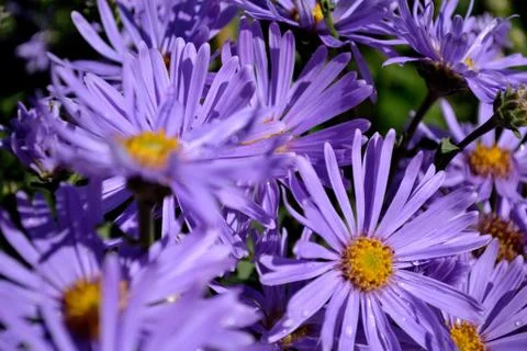 Asters Stock Photos