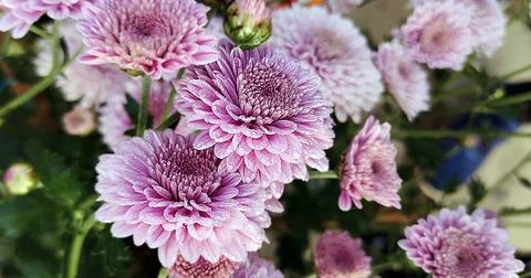 ASTERS Stock Photos
