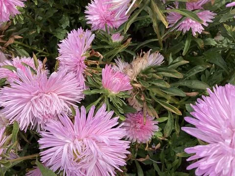 Asters 写真素材