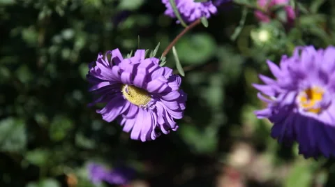 Asters purple flowers Stock Footage 40493844