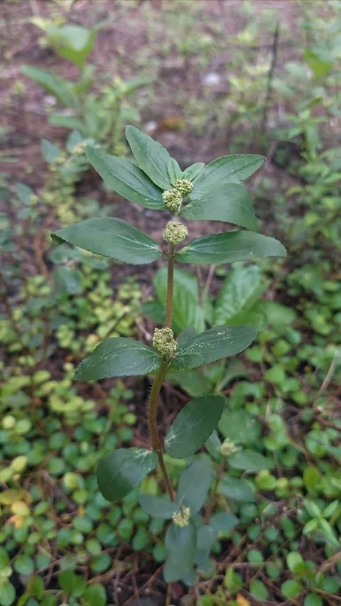Asthma Plant, Vertical Video stock 296065658