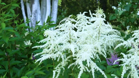 Astilbe flowers. Stock-Footage 94372146