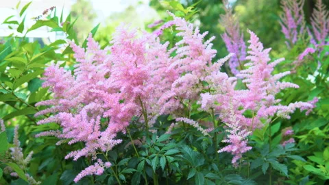 Astilbe flowers. Video stock 94373627